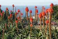Weihnachtskerzen/Aloeen Madeira Silvester 2017