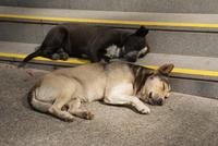 Schlafende Hunde soll man nicht wecken....in Cabo Girao