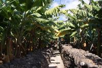 Bananenplantage Nähe Ponte do Sol