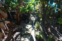 Bananenplantage Nähe Ponte do Sol