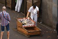 die berühmten Korbschlittenfahrten in Funchal Madeira