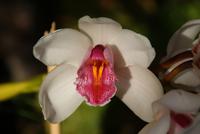 Orchidee im Monte Palace