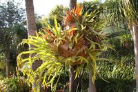 Im Tropischen Garten Monte Palace in Funchal