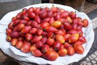 Baumtomaten in der Markthalle von Funchal
