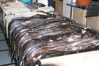 Espada-der schwarze Degenfisch