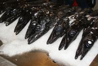 Espada-der schwarze Degenfisch