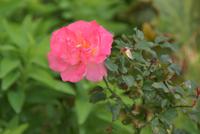 Rose an der Nordküste Madeiras