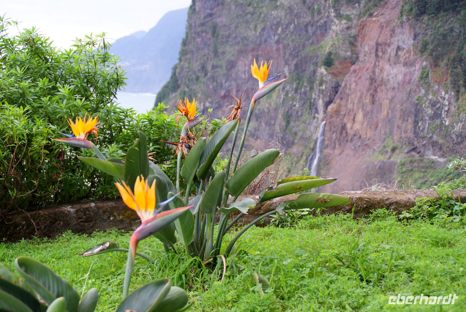 Strelitzien an der Nordküste