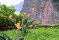 Strelitzien an der Nordküste
