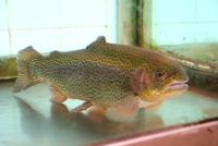 Forellenzucht in Ribeiro Frio