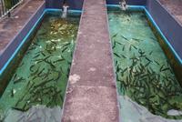 Forellenzucht in Ribeiro Frio