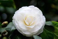 Schöne Kamelie am Wegesrand