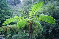 Baumfarn in Ribeiro Frio