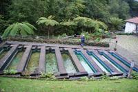 Forellenzucht in Ribeiro Frio