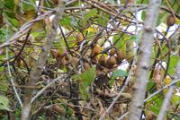 Kiwis auf Madeira