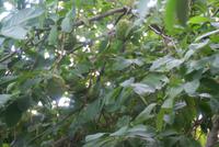 Zuckerapfelbaum /Cherimoias