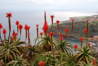 Aloeen mit Blick auf die Landebahn des Flughafens in Funchal Madeira