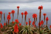 Aloen mit Blick auf die Desertas