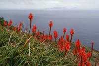 Aloen mit Blick auf die Desertas