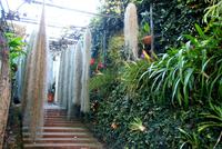 Tilandsias am Eingang des Orchideengartens