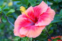 Híbiskus in der Quinta da Boa Vista