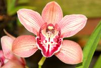 Orchideen in der Quinta da Boa Vista