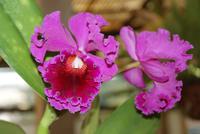 Orchideen in der Quinta da Boa Vista