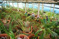 Im Orchideengarten Quinta da Boa Vista