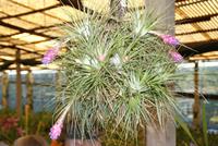 Orchideen in der Quinta da Boa Vista