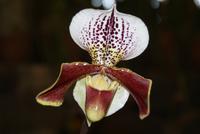 Orchideen in der Quinta da Boa Vista