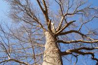 200 Jahre alter Baum in Blandy's Garden