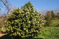 Kamelien in der Quinta do Palheiro