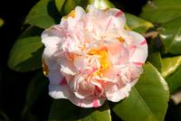 Kamelien in der Quinta do Palheiro