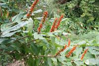 Girlanden am Wegesrand