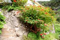 Weihnachststern der anderen Dimension auf Madeira