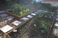 Kräutergarten von Joo