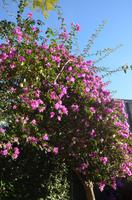 Blütenpracht Madeiras