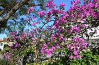 Blütenpracht Madeiras