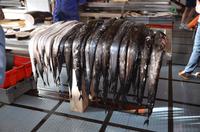 Degenfisch in der Mercado dos Lavradores