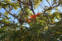 Blütenpracht Madeiras