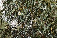 Blühender Eukalyptus