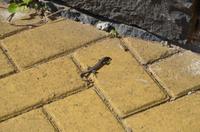 Sich sonnende Eidechse