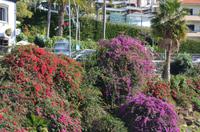 Blütenpracht Madeiras