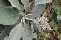 Blütenpracht Madeiras