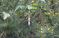 Blütenpracht Madeiras