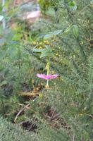 Blütenpracht Madeiras