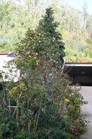 Vorgarten mit Blütenpracht