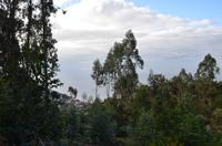 Blick auf Madeiras Vegetation