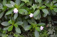 Blütenpracht Madeiras