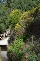 Blütenpracht Madeiras